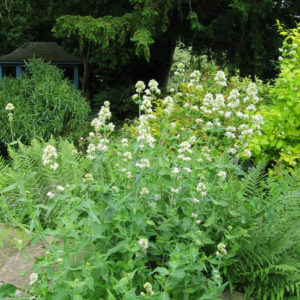 Dierama pulcherrimum – Peak Cottage Plants