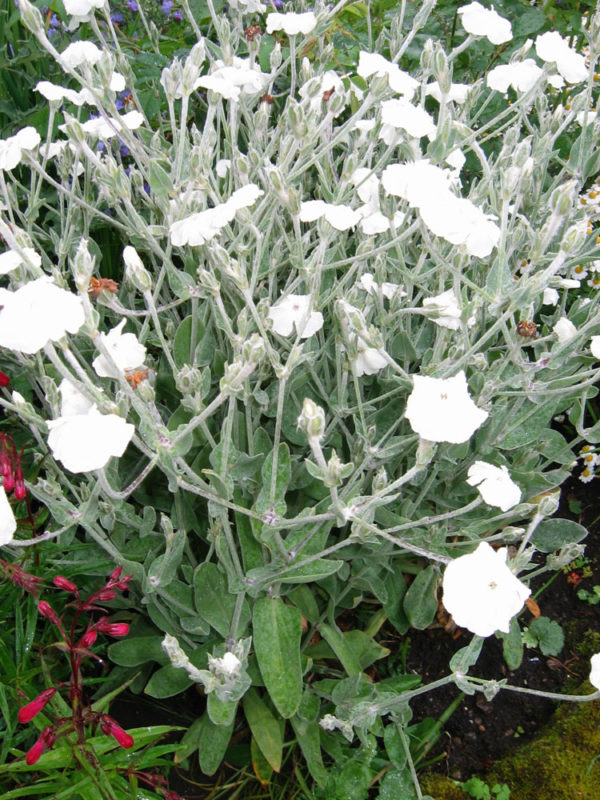 Lychnis coronaria alba – Peak Cottage Plants