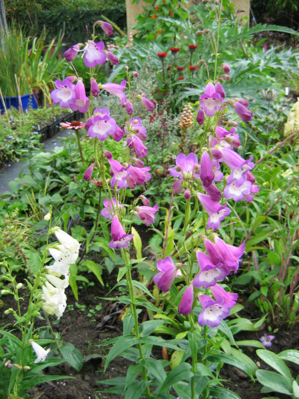 Penstemon Alice Hindley – Peak Cottage Plants